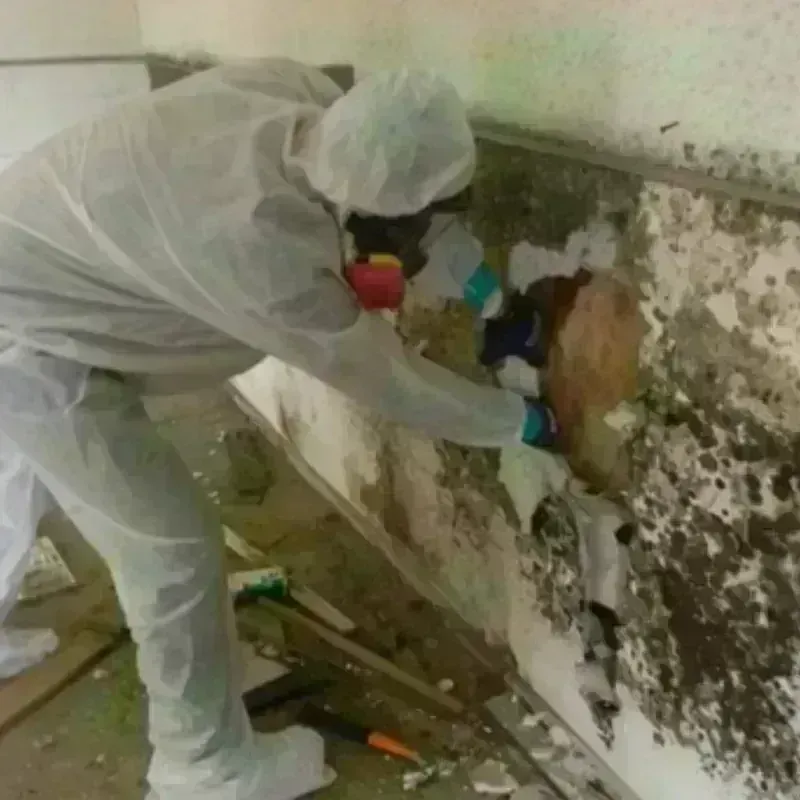 Mold Remediation and Removal in Roman Forest, TX